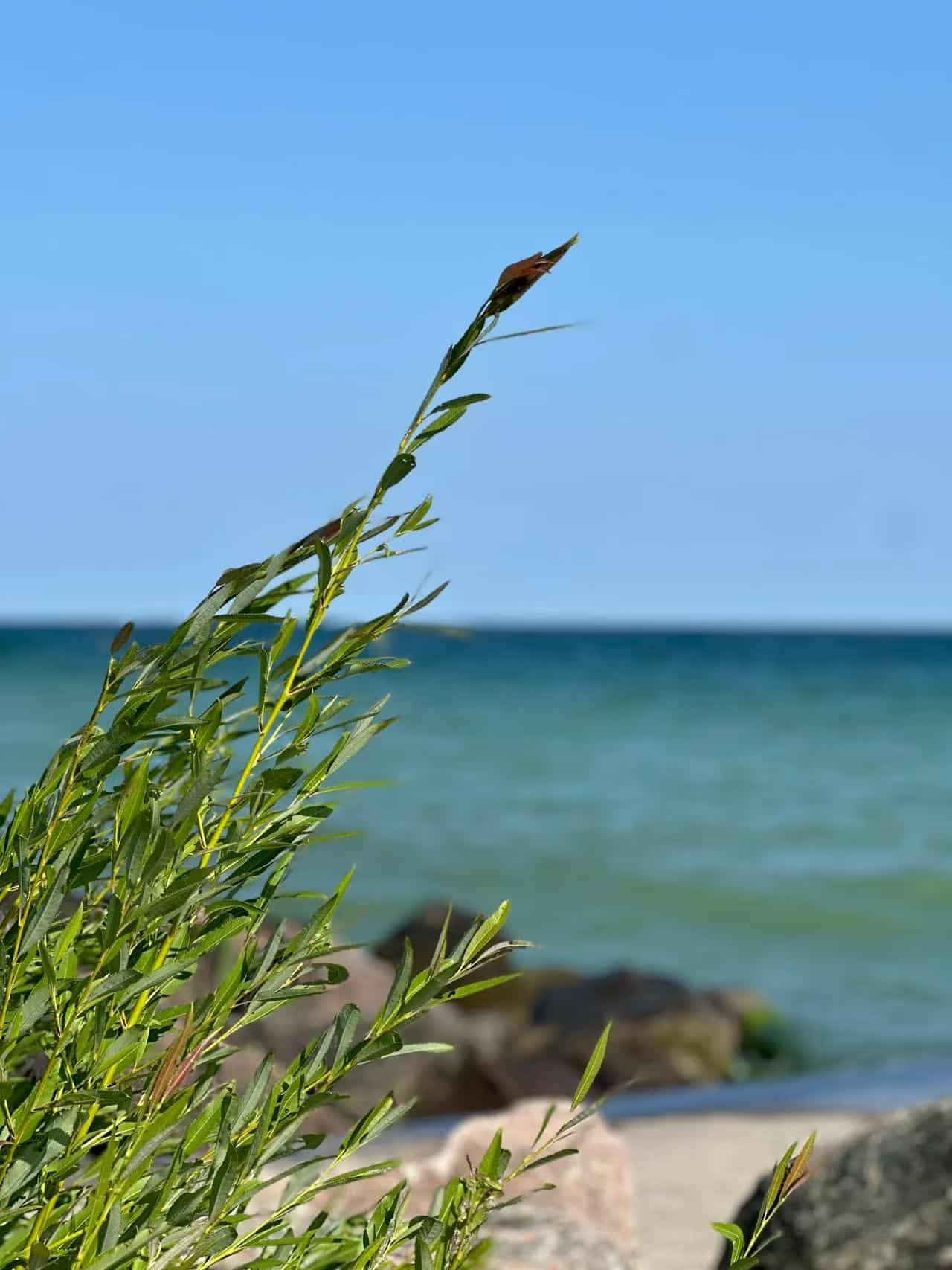 Green leaves swaying in the breeze by the shoreline, with the calm blue sea and sky in the background — a peaceful scene, perfect for stress and anxiety relief.