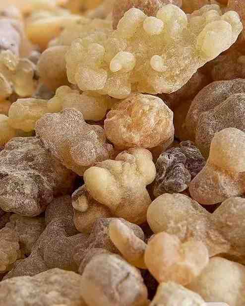 A close-up of a pile of textured frankincense resin pieces, showing a variety of sizes and shapes, and a palette of pale yellow, white, and light brown colors. The image highlights a scent that is resinous and slightly citrusy, promoting deep breathing and a calm, reflective mood.
