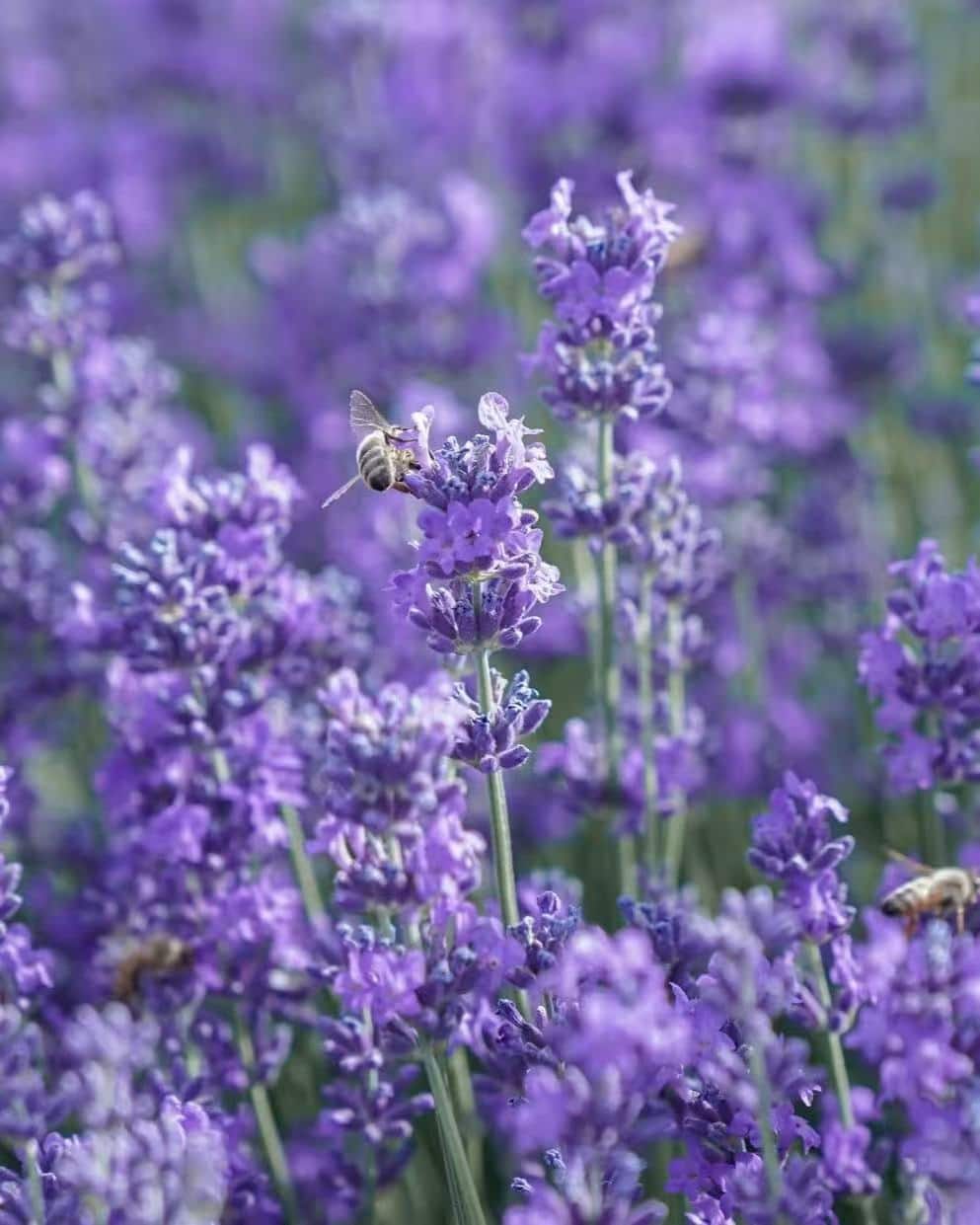 A close-up of a field of vibrant purple lavender flowers, with a bee actively pollinating one of the blossoms. The scene, with its gentle and herbaceous aroma, suggests that lavender calms the mind, relaxes the body, and restores emotional balance.