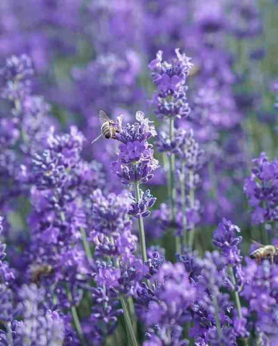 A close-up of a field of vibrant purple lavender flowers, with a bee actively pollinating one of the blossoms. The scene, with its gentle and herbaceous aroma, suggests that lavender calms the mind, relaxes the body, and restores emotional balance.