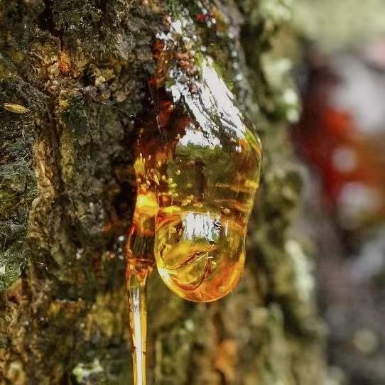 A close-up shot of a thick, amber glob of pine resin dripping down the textured bark of a tree. The glistening resin appears sticky and translucent. This image represents a scent that is bright and forest-like, awakening the senses, clearing mental fog, and revitalizing energy.