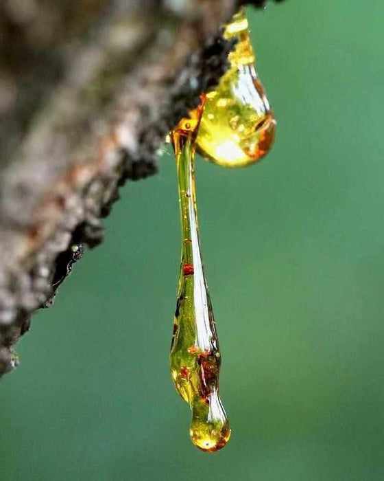 A close-up shot of a thick, amber drop of pine resin hanging from the textured bark of a tree branch, with a soft green background. The glistening resin represents a scent that is bright and forest-like, awakening the senses, clearing mental fog, and revitalizing energy.