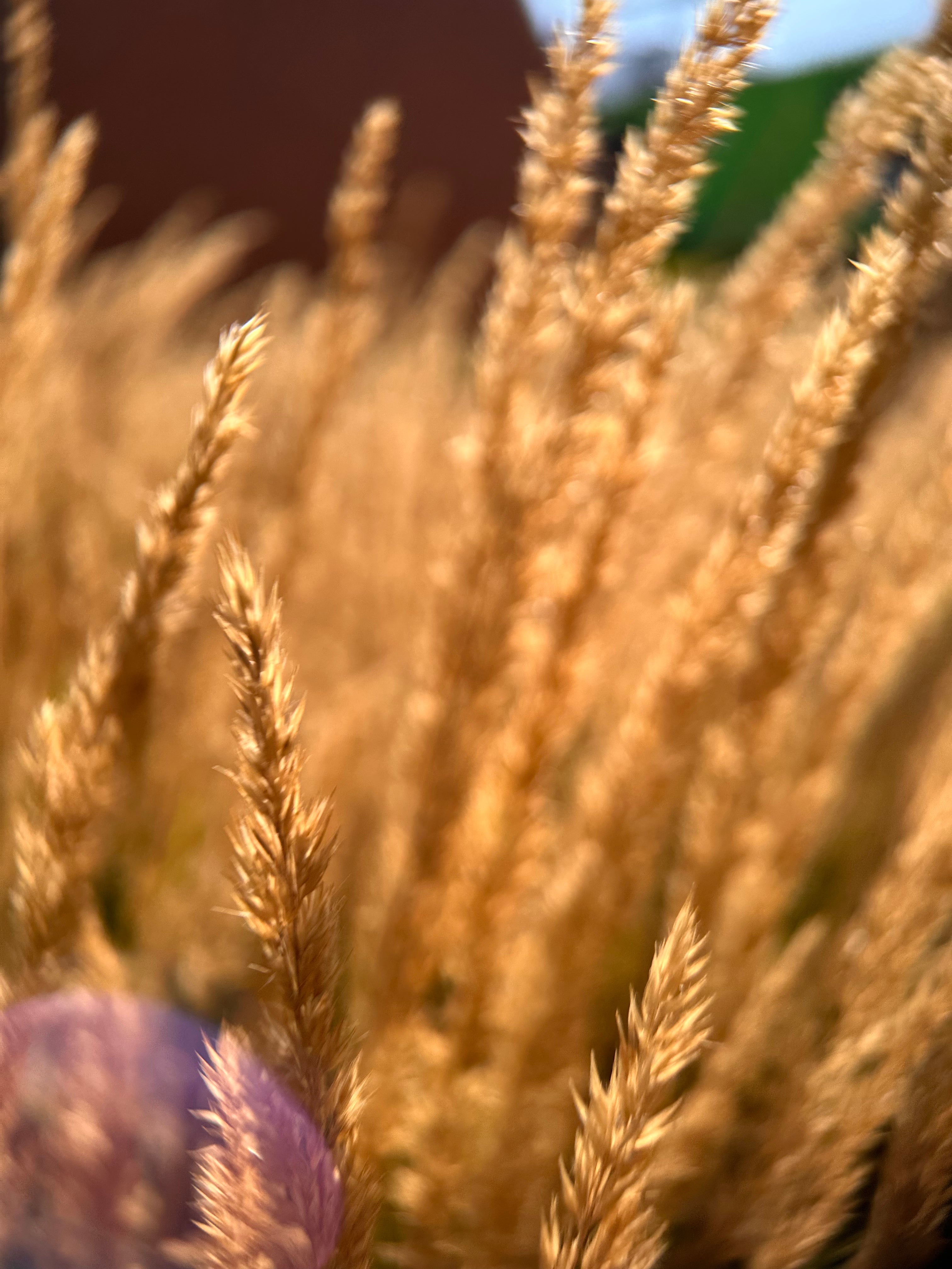 A wide field of golden, feathery plants, likely tall reeds or pampas grass, is bathed in warm sunlight. The scene has a soft, glowing quality, with the fluffy seed heads catching the light. The background is softly blurred, emphasizing the texture and tranquility of the expansive natural outdoor landscape.