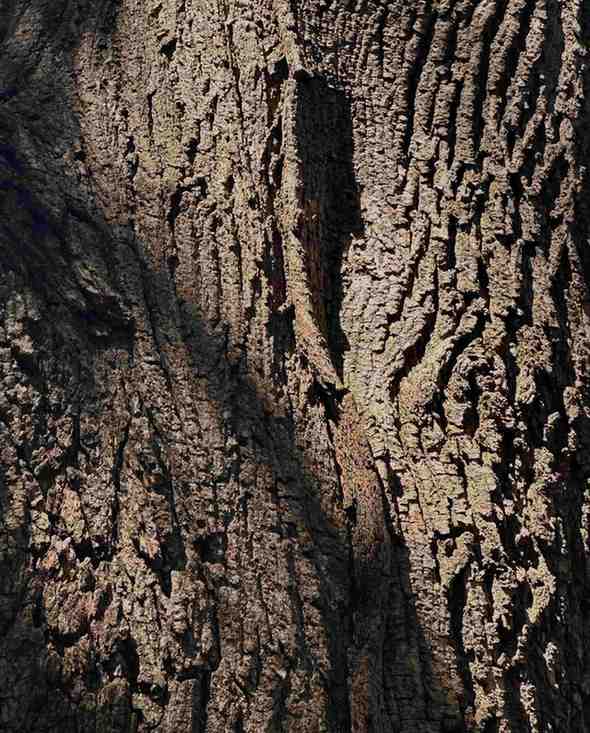 A close-up of a tree trunk with rough, textured brown bark. The image represents a woody fragrance that promotes relaxation, reduces stress, and enhances meditation and mindfulness practices.