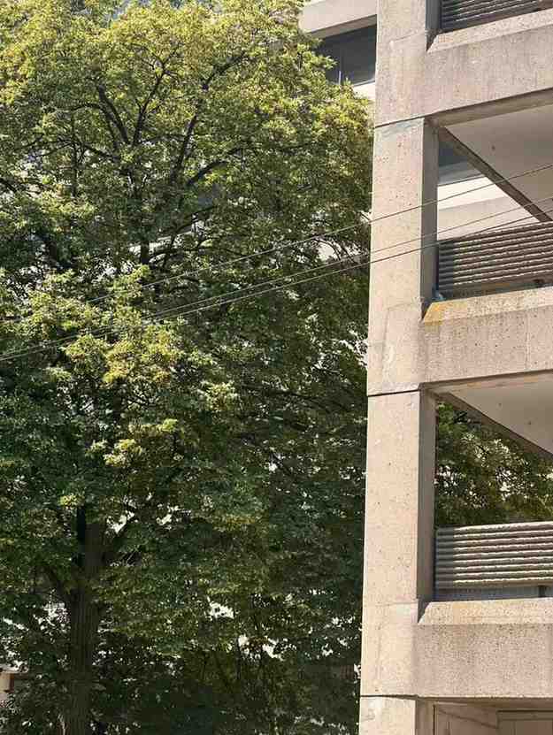 A large leafy green tree stands next to a concrete building with open balconies and railings, seen under bright daylight.