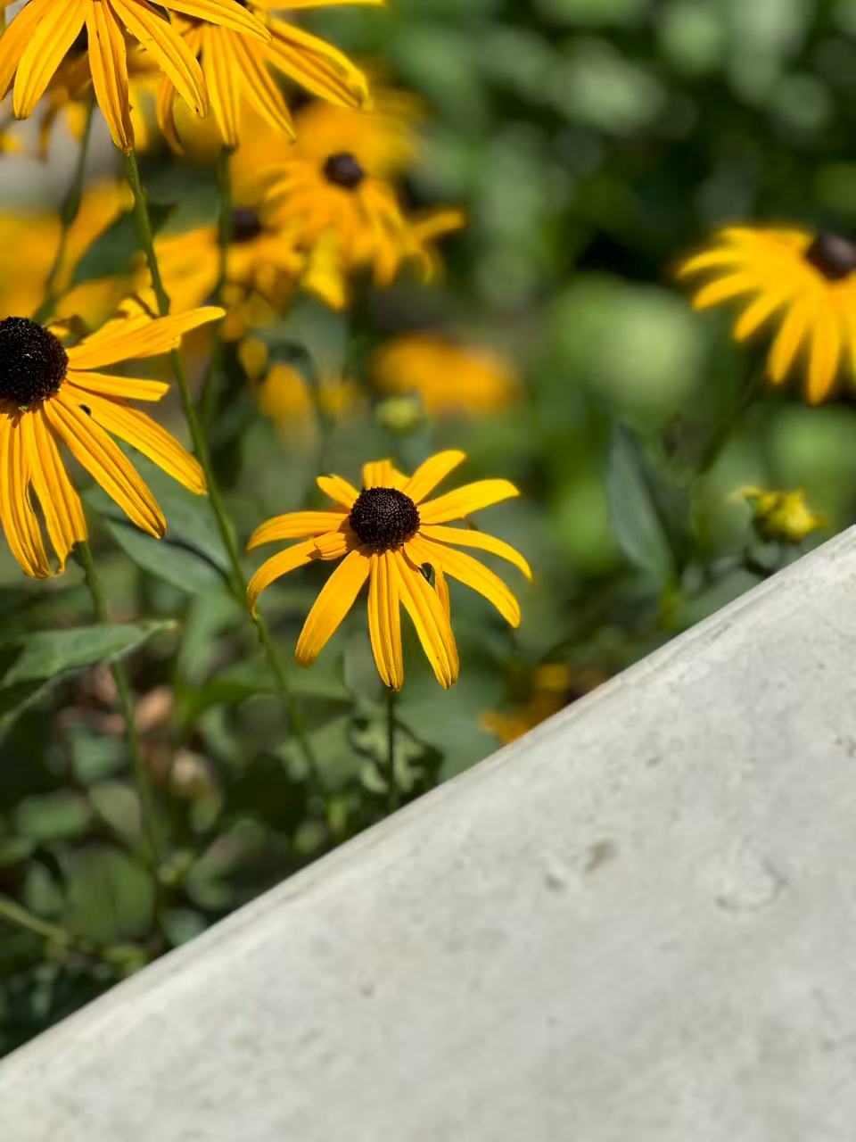Bright yellow flowers with dark centers bloom in sunlight, their vibrant color and fresh green leaves creating a cheerful, uplifting mood.