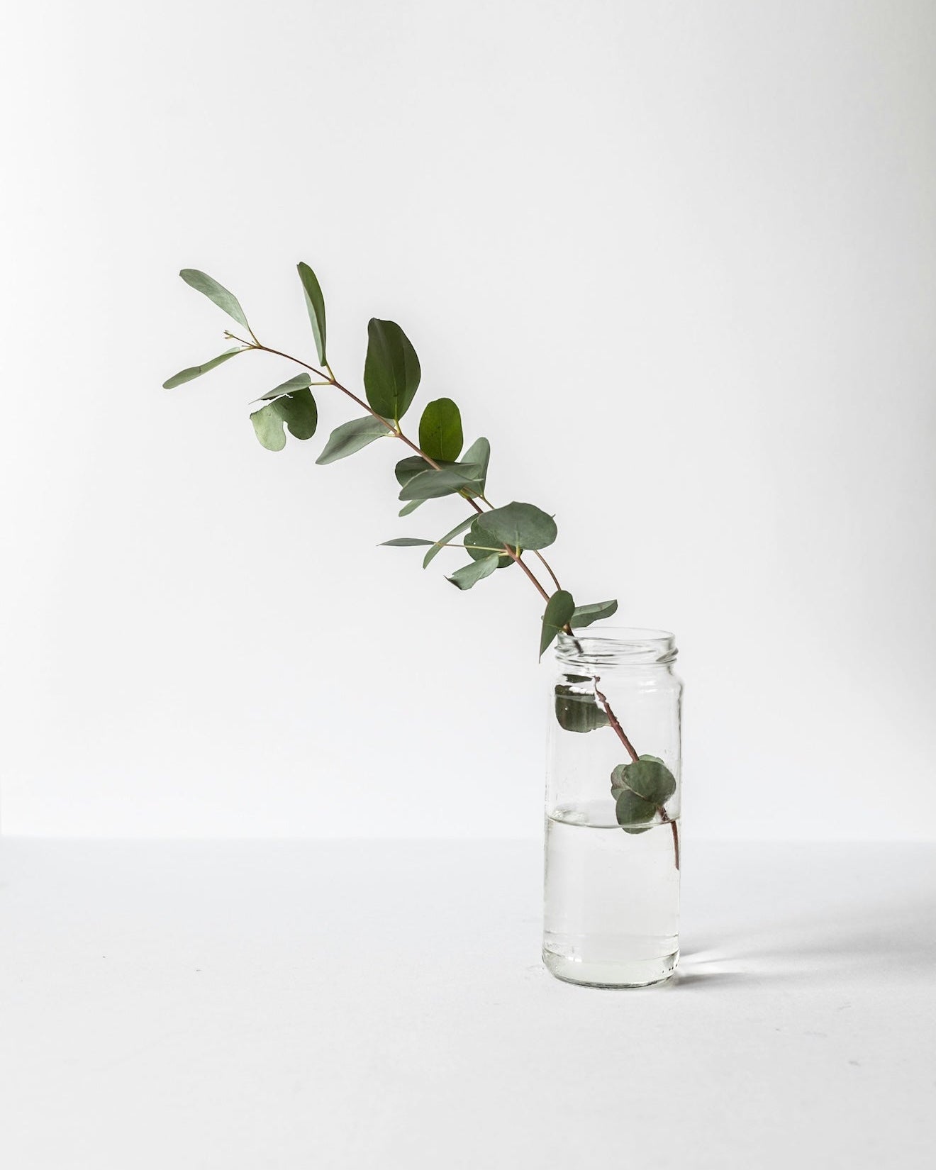Single green branch placed in a clear glass jar with water, sitting on a pure white table against a white wall—capturing simplicity, stillness, and natural elegance.