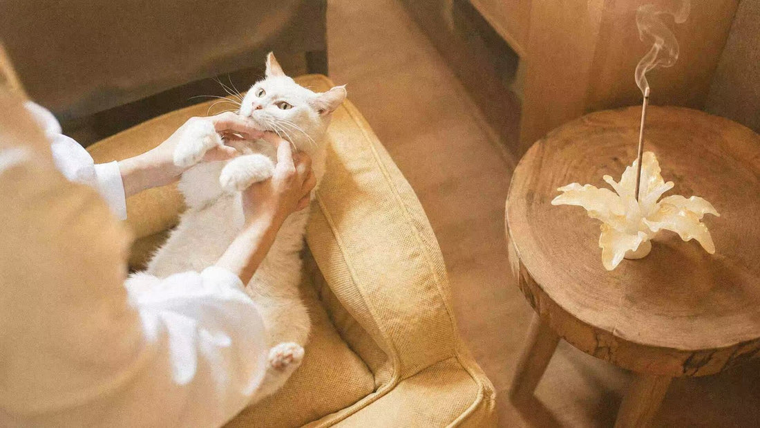 Is Incense Bad for Cats? 5 Safety Rules for Pet Owners