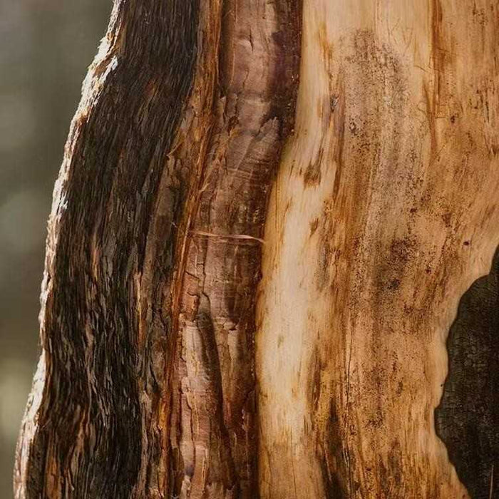 A close-up of a stripped tree trunk, revealing the different textures and tones of the bark and exposed wood. The raw, natural look suggests a scent that is crisp and woody, refreshing the mind, steadying emotions, and encouraging deeper breathing.