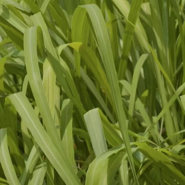 A close-up shot of vibrant green lemongrass stalks and leaves, with a soft blur in the background. This product is safe for dogs and cats.