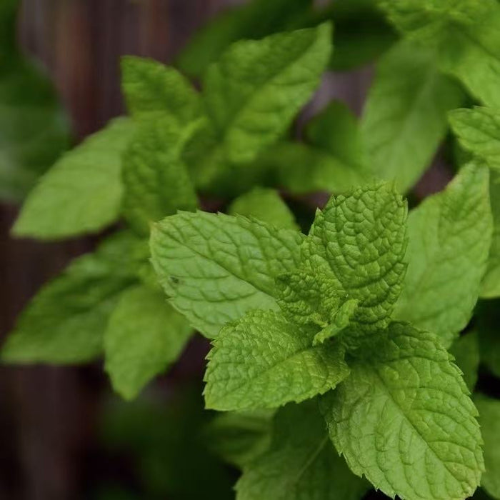 A close-up of vibrant green mint leaves, with a soft focus on the foreground leaves and a blurred background. The image evokes a fresh and revitalizing feeling.