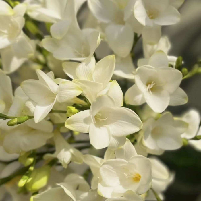 A close-up of a cluster of white freesia flowers with a soft, blurred background. The delicate blossoms are in various stages of opening, creating an impression that is elegant and softly floral, fostering serenity while adding subtle sensory depth.
