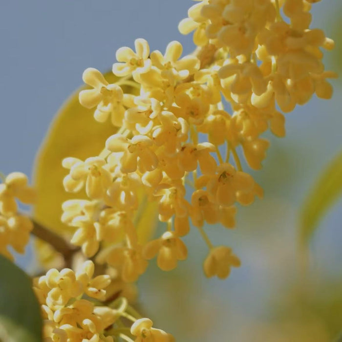 A detailed shot of small, pale yellow osmanthus flowers clustered on a branch against a blurred light blue background. The focus is on the delicate blossoms, representing a scent that is sweet and apricot-like, and lifts mood with a touch of gentle luxury.