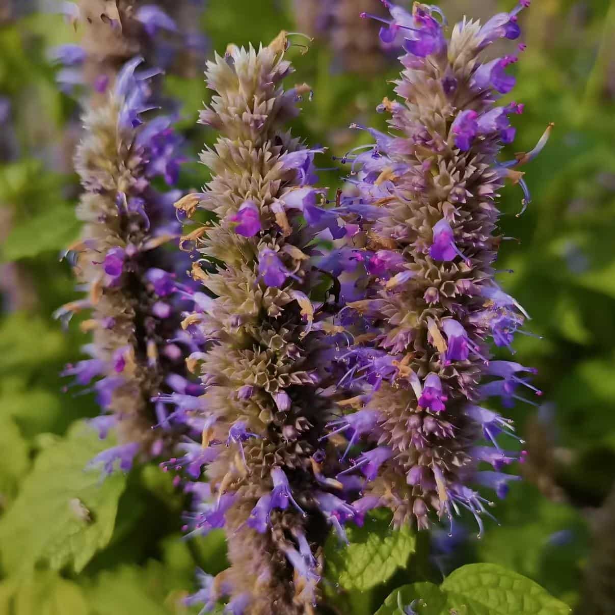 A close-up of two flowering patchouli stalks with their distinctive purple blossoms and spiky appearance, surrounded by green leaves. The image represents a scent that is earthy and steadying, anchoring emotions and promoting a balanced state of mind.
