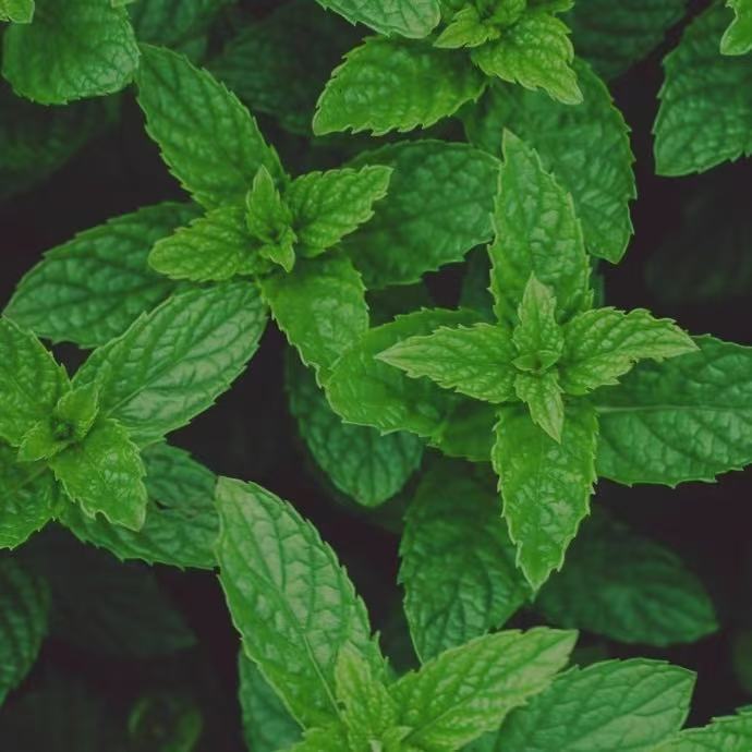 A top-down, close-up view of bright green mint leaves, showing their textured surface and new growth. The lush foliage evokes feelings of being cool and invigorating, suggesting that peppermint sharpens focus, refreshes the mind, and boosts alertness.