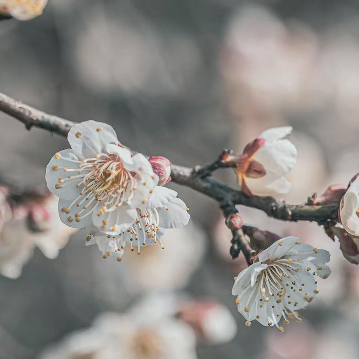A close-up of delicate white plum blossoms with prominent yellow stamens on a tree branch. The background is a soft, light-toned blur. The image suggests a scent that is sweet with a subtle tartness, symbolizing perseverance and quiet optimism.