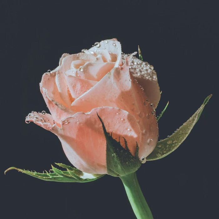A close-up of a delicate, light pink rosebud covered in tiny water droplets, with a dark, blurred background. The rose is presented in profile, highlighting its soft petals and green stem. This image embodies a scent that is soft and floral, easing tension and inviting gentle optimism and care.