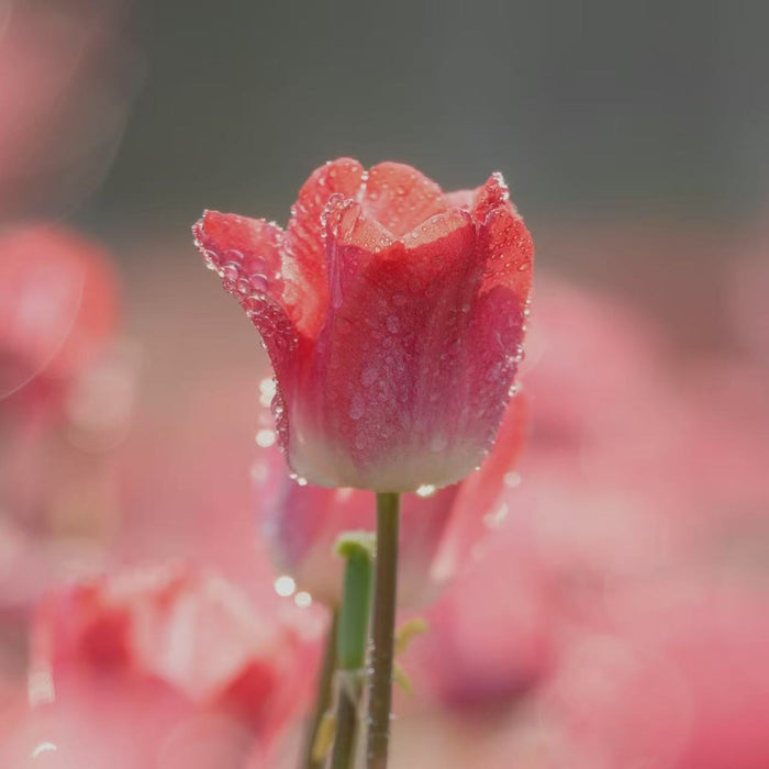 A single pink tulip is shown in close-up, covered in small water droplets. The background is a soft blur of other pink tulips and a dark, indistinct area. The image suggests a scent that is light and fresh, evoking renewal and a quiet sense of joy.