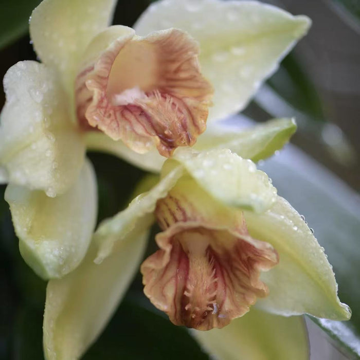 A close-up of a delicate, pale yellow vanilla orchid with reddish-brown markings, covered in tiny water droplets. The image evokes a scent that is sweet and familiar, bringing emotional warmth and a soothing presence.