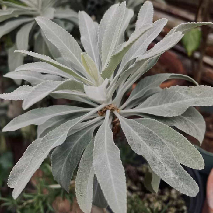 
A close-up of a white sage plant with its characteristic silvery-green, fuzzy leaves arranged in a rosette pattern. The image represents a scent that is herbaceous and cleansing, refreshing the energy of a space while bringing mental clarity.