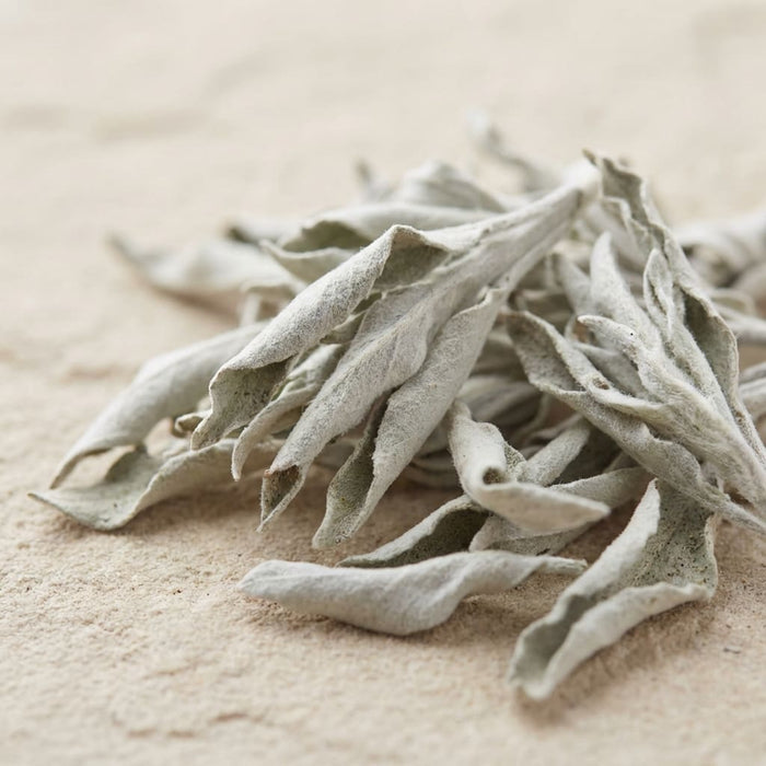 dried white sage leaves with soft silvery texture loosely arranged on a neutral surface in gentle natural light, a key ingredient used in inflowence white sage incense